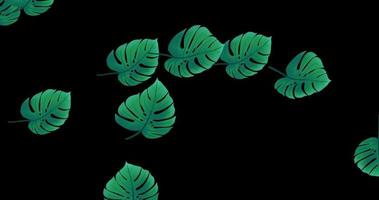 Leaf float animation video