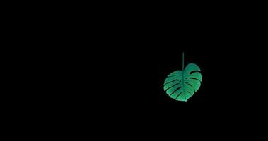 Leaf float animation video