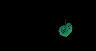 leaf float animation video