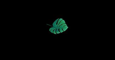 Floating leaf on black background. 4K resolution video
