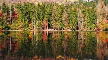 Rising view autumn outdoors panorama of forest with tree reflections on lake in warm sunny day video