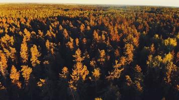 Aerial cinematic fly over pine forest nature in Lithuania countryside in beautiful calm summer evening video