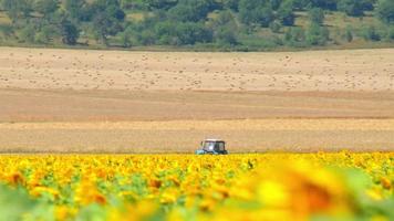 vue statique champ de tournesols et promenade en tracteur bleu à travers le champ par temps couvert à l'extérieur en géorgie pays champs agricoles video