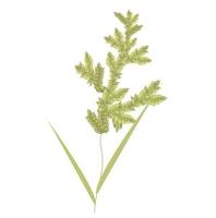 Beautiful wild grass. Pampas grass. Vector illustration isolated on white background.