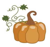 Ripe pumpkin. vector. vector