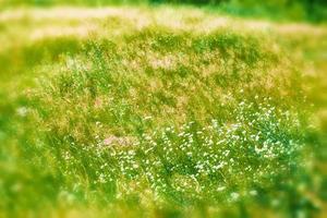Blurred image of grass. photo