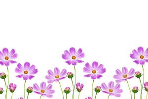 Bright colorful cosmos flowers photo