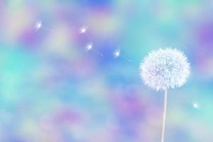 Fluffy dandelion flower against the background of the summer landscape. photo