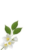 branch of jasmine flowers isolated on white background photo