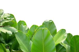 grupo de hoja verde aislado sobre fondo blanco con trazado de recorte de diseño gráfico, hoja de plátano, árbol de jardín aislado foto