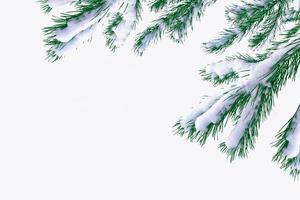 árboles cubiertos de nieve. rama de abeto aislado sobre fondo blanco. foto