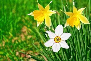 Spring flowers of daffodils. photo