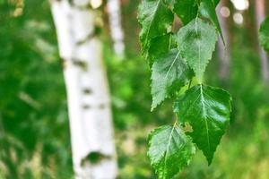 hojas de abedul verde sobre un fondo del paisaje primaveral. foto