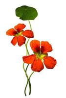 nasturtium flowers isolated on white background photo
