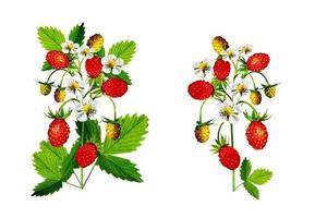 branch of strawberries isolated on white background photo