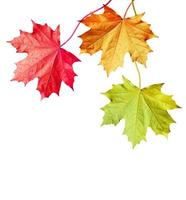 autumn leaves isolated on white background. photo