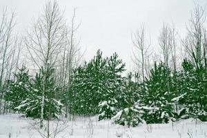 forest in the frost. Winter landscape. Snow covered trees. photo