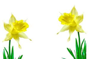 spring flowers narcissus isolated on white background photo