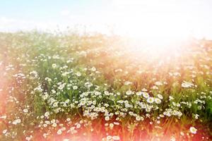 Background of flowers. Chamomile field. photo