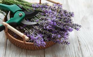 Poda estacional de lavanda. foto