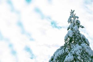 bosque de invierno congelado con árboles cubiertos de nieve. foto