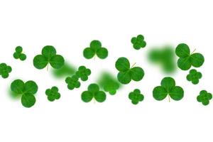 leaf clover on white background. Green foliage. St.Patrick 's Day. photo