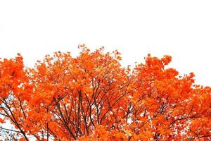 Bright colorful autumn leaves photo