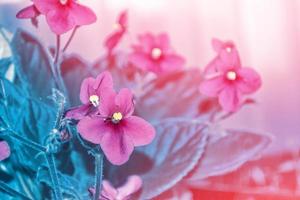 Spring bright and colorful violet flowers. Floral background. photo