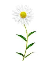 daisies summer  flower isolated on white background photo