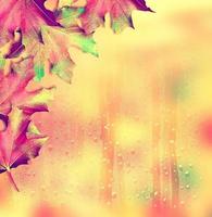 paisaje de otoño hermosas hojas árboles coloridos. verano indio foto