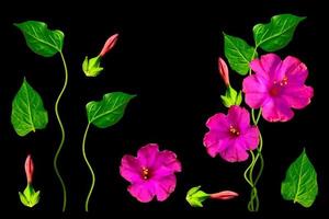 Petunias isolated on a black background. Colorful flowers. photo