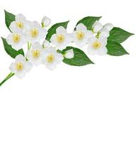 White jasmine flower. photo