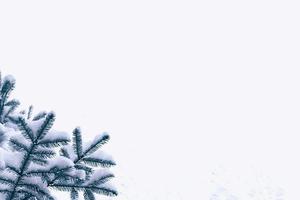 Frozen winter forest with snow covered trees. photo