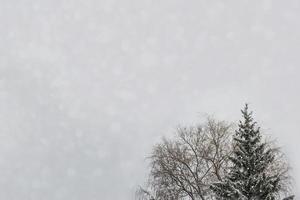 Frozen winter forest with snow covered trees. photo