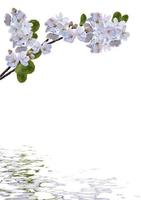 branch of cherry blossoms isolated on white background. photo