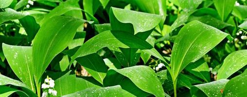 lily of the valley photo