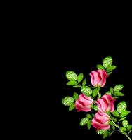 capullos de rosas aislado sobre fondo negro foto
