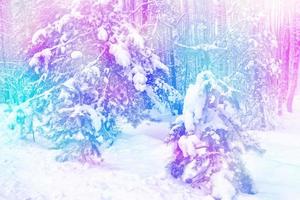 forest in the frost. Winter landscape. Snow covered trees. photo