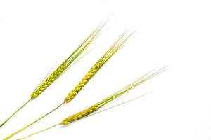 wheat ears isolated on white background. photo