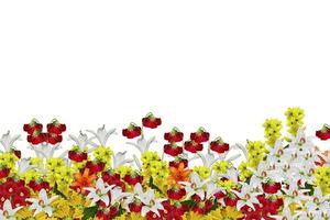 flores aisladas sobre fondo blanco foto