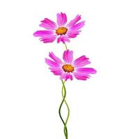 Cosmos flowers isolated on white background. photo