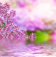 Spring landscape. Fragrant branch of beautiful flowers lilac. photo