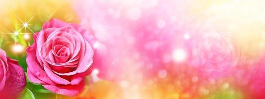 Colorful flower buds of roses on a background summer landscape. photo