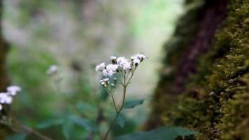 flores de grama sopradas pelo vento com um fundo de nuvens brancas com um céu azul video