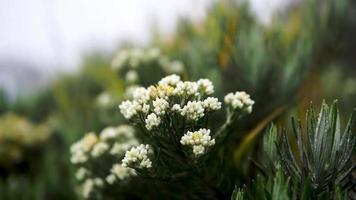 as flores edelweiss nas montanhas muito bonitas se movem na brisa video