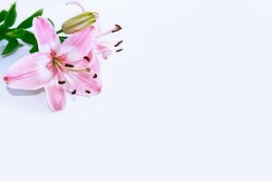 Bright colorful lily flowers. Floral background. photo