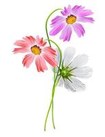 Cosmos flowers isolated on white background photo