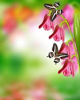 Pink and yellow flowers tulips photo