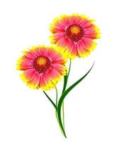 Bouquet of colorful flowers of Gaillardia. delicate flowers isolated on white background photo