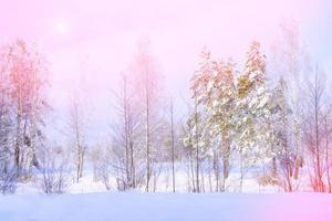 Frozen winter forest with snow covered trees. photo